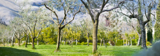 verde-parco-kora-park-resort-spazii-aperti-natura-panorama-montagne-giardino-aranci-macchia-mediterranea